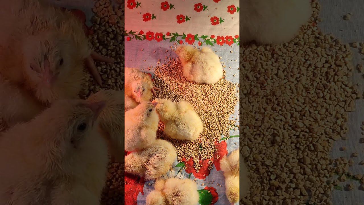 Он появился в этом жестоком мире Цыплята вылупились смотреть онлайн