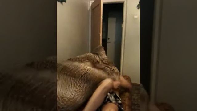 Quest Pistols - Белая стрекоза любви. fun смотреть онлайн