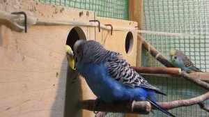 Брачные игры волнистых попугаев