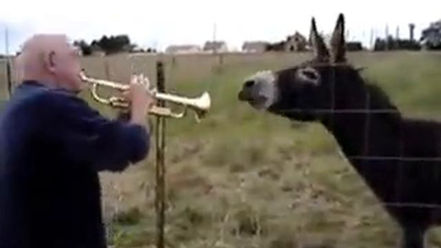 Музыкальный ишак смотреть онлайн