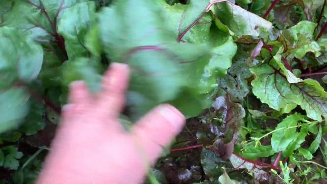 Листья свеклы. Настоящий витаминный клад! А вы что из них делаете? смотреть онлайн