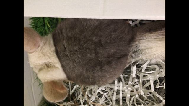 шиншилленок бело-розовый смотреть онлайн