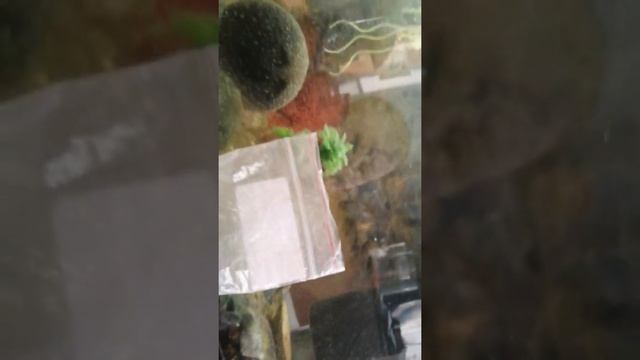 Нерест курочки и петушка смотреть онлайн