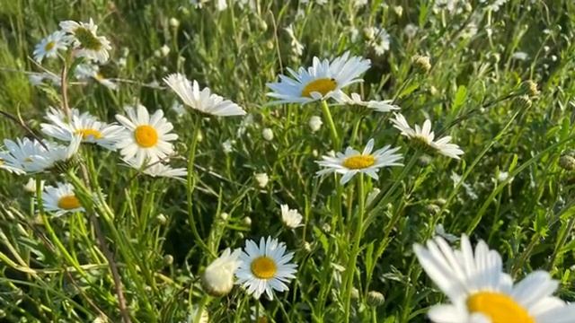 Надежду не теряйте! Стихи✝️❤️? Иисус надежда вечная! смотреть онлайн