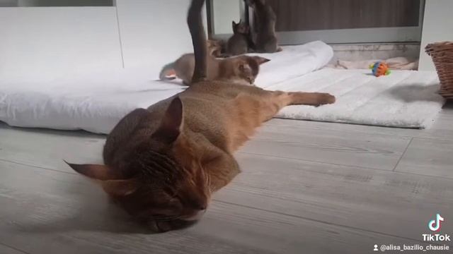 Котята чаузи. Маме посвящается. Ах, мама, сколько хочется сказать. Кошка чаузи.