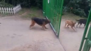 Собаки лают друг на друга