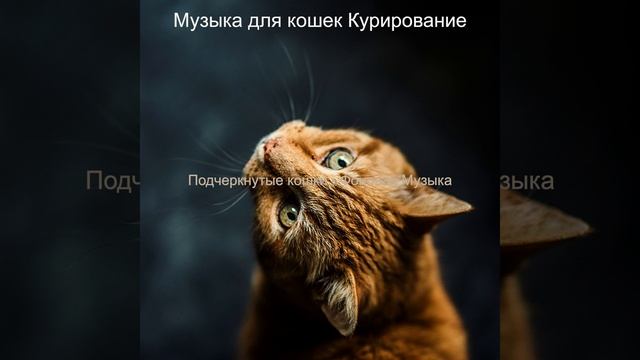 Настроения (Милые кошки) смотреть онлайн