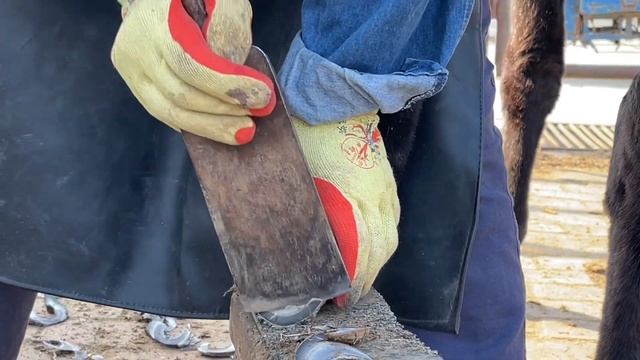 The Donkey Has A Weight Lifting Hoof, And The Master Repaired It Neatly！【Prince Of The Black Donkey