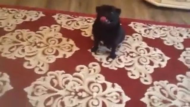 Гуф смотреть онлайн