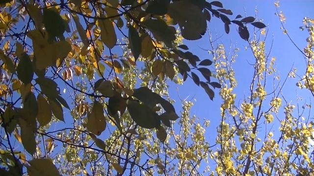 ОСЕННИЙ ФОН ДЛЯ ВИДЕОМОНТАЖА ??? ФУТАЖ??? ОСЕННИЕ ДЕРЕВЬЯ ??? КРАСИВЫЙ ВИДЕОФОН ДЛЯ ВИДЕОМОНТАЖА ?? смотреть онлайн