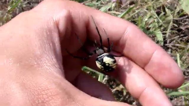 Me Handeling Large Argiope Aurantia (Black and Yellow Garden Spider) смотреть онлайн