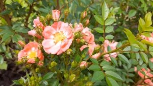 Японские розы. Роза-шраб ФЕРДИ. Ferdy.