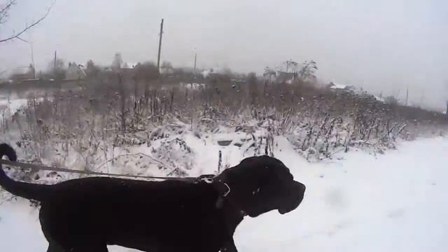 Кане корсо смотреть онлайн