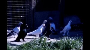 Голуби Бойной Породы