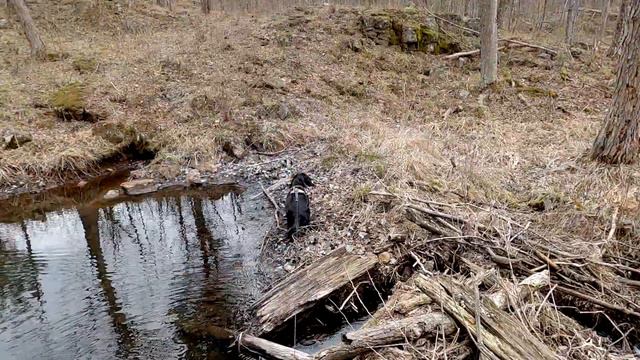 Helen Quilliam Sanctuary Hiking - Porcupine, Roland Beschel & Greenwood Track Trails). KFN 🚶♂️ смотреть онлайн