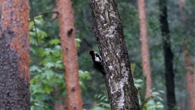 Дятел под дождём смотреть онлайн