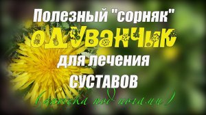 Лечебная настойка из ОДУВАНЧИКОВ  Пока цветут одуванчики приготовьте РАСТИРКУ для суставов