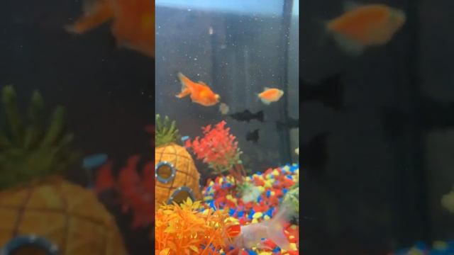 Уход за рыбкой телескоп смотреть онлайн