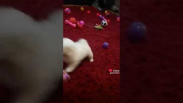 Шикарный Мальчик Мальтезе 🥳🥳🥳🥳🥳 смотреть онлайн