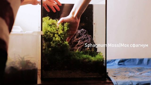 Террариум 30 литров создание/ Terrarium 30 liters setup смотреть онлайн
