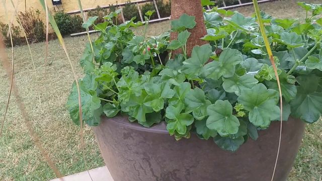 Gerânio pendente e pata de elefante no mesmo vaso смотреть онлайн