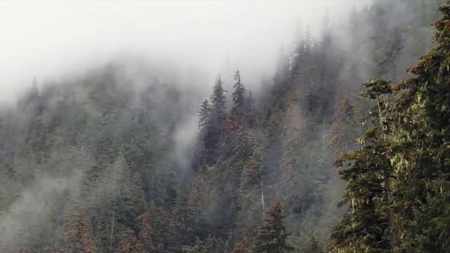 Wald im Nebel смотреть онлайн
