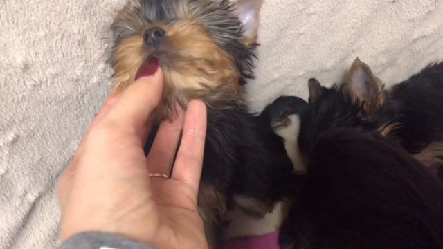 VLOG:ЩЕНКИ ЙОРКА ВЫПОЛНЯЮТ КОМАНДЫ | КАКИМИ СТАЛИ ВСЕ ЩЕНКИ? | DOGVLOG♥️Йоркширские терьеры смотреть онлайн