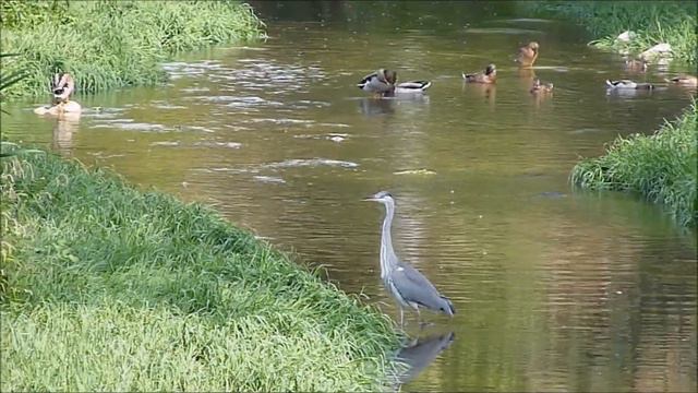 Bernat pescaire amb ànecs al riu Mogent. Montornès del Vallès. смотреть онлайн