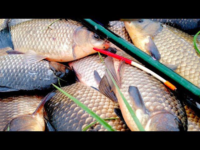 ЛЮТЫЙ ЖОР КРУПНОГО КАРАСЯ НА УДОЧКУ !!! УДОЧКА В ДУГУ ОТ ЭТИХ ЛАПТЕЙ !!! РЫБАЛКА НА ПОПЛАВОК! смотреть онлайн