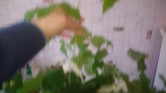 МАЛИНА/выращиваем и размножаем/ЯГОДЫ ЗИМОЙ в квартире смотреть онлайн