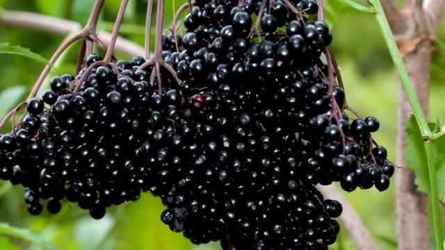 ЧТО НЕЛЬЗЯ И ЧТО НУЖНО сделать на даче? Дачные приметы и суеверия. смотреть онлайн