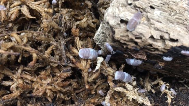 Cubaris sp. Panda King Isopod Care Guide смотреть онлайн
