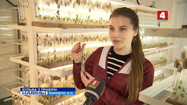 БУЛЬБА З ПРАБІРКІ (Відэа) смотреть онлайн