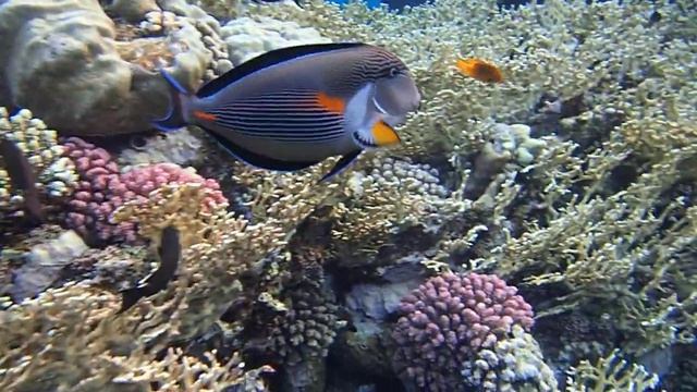 рыбы хирурги смотреть онлайн