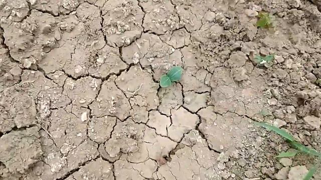 #дача я посадил #тыкву #рассаду на улицу 20 05 2023 смотреть онлайн