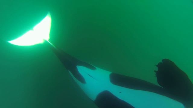 Unique Orca Encounter In The Sea Of Cortez...Bahia De Los Angeles, Mexico.