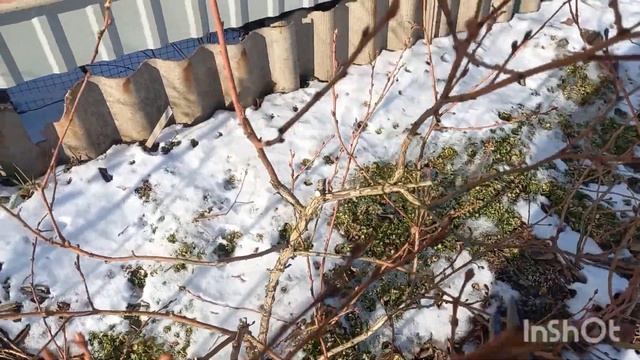 Обрезка голубики Блюголд. смотреть онлайн