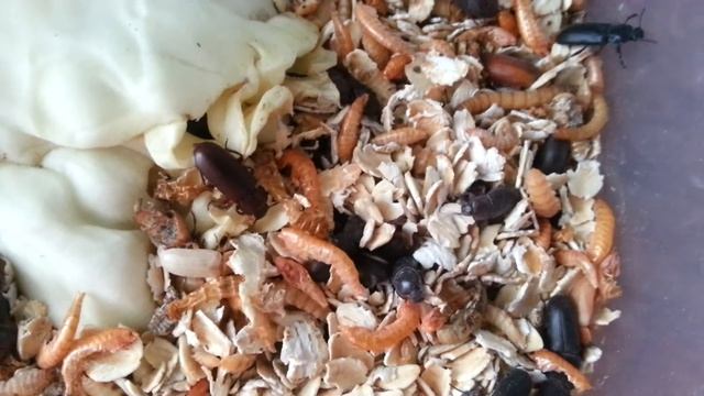 Дикая Природа Online