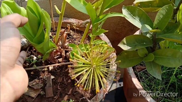 Haemanthus Multiflorus care in simple steps || All the 8 phases of the Football Lily смотреть онлайн