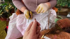 Зимняя прививка плодовых. Часть 1. Мастер - класс