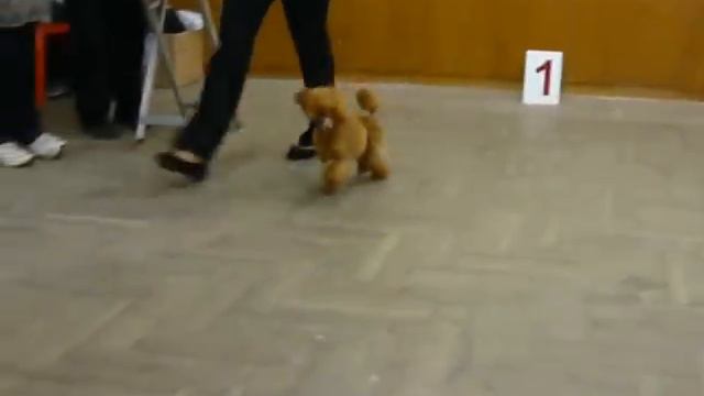 23-09-2012, моно пуделей Обнинск, Боник