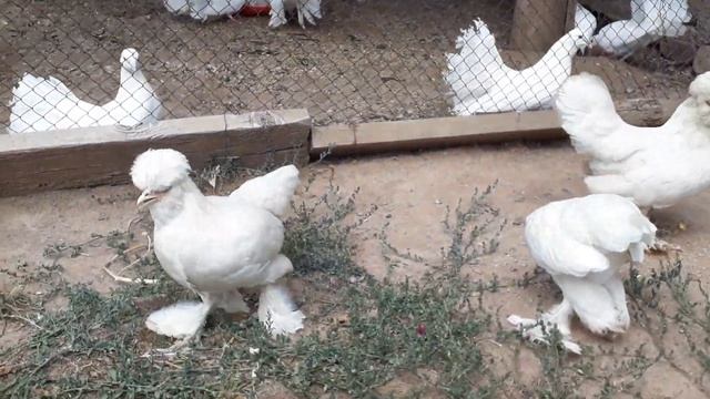 Карликовые султанки смотреть онлайн