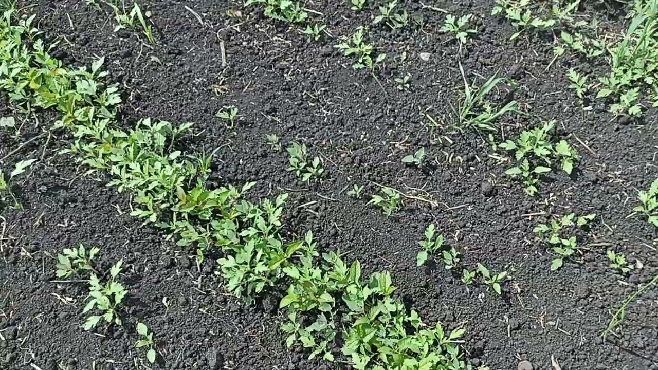 любимая работа смотреть онлайн