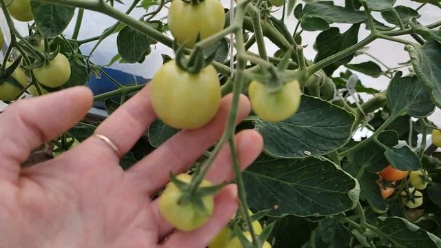 Обзор огорода июль 2021. Убрали лук и чеснок. смотреть онлайн