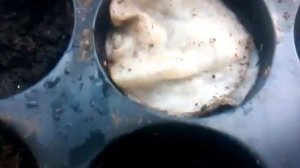 Как проращивать семена на ватных дисках?