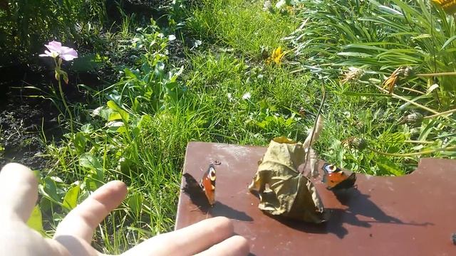 Бабочки выращеные в домашних условиях. смотреть онлайн