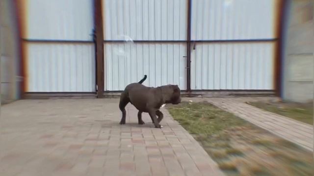 Американский булли Стандарт CRAFT. Продаётся! / American bully Standard for sale смотреть онлайн