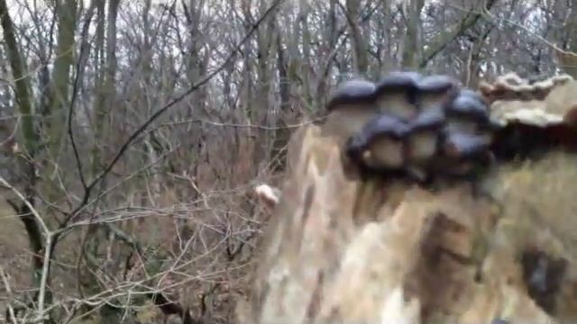 Как заразить пенек спорами вёшенки смотреть онлайн