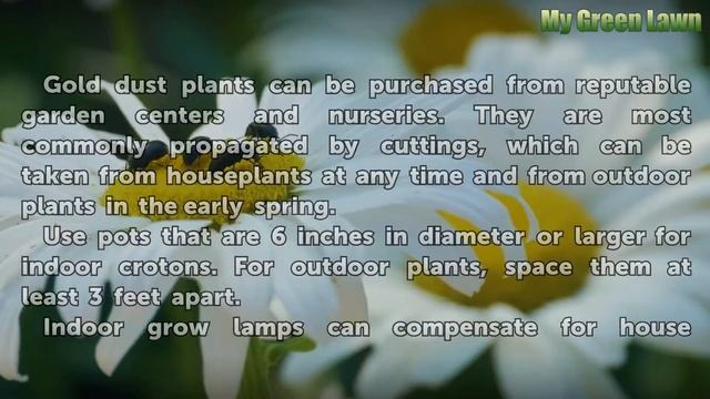 How to Grow Croton Gold Dust Plants смотреть онлайн