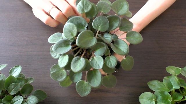 Формирование молодых трейлерных фиалок | Фиалки уход смотреть онлайн